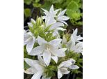 6 X Campanula Poscharskyana. 'E.H. Frost' - Campanula Frost - Vaso 9 X 9 Cm