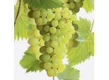 Vitis Vinifera Superior 180-200 Cm, Pianta Di Uva Senza Semi - Vite Robusta Per Giardino E Terrazzo, Ideale Per Gli Amanti Del Vino