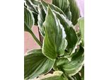 6 X Hosta 'Undulata Albomarginata' - Diffusioni - Topf 9 X 9 Cm