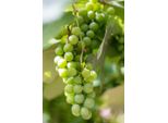Vitis Vinifera Centennial Pianta D'uva Senza Semi 180-200 Cm - Uva Dolce Per Giardino E Terrazzo