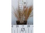 6 X Calamagrostis Arundinacea (Anemanthele/Stipa Ar) - Erba Cavallina - Vaso 9X9 Cm