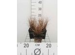 6 X Carex Comans 'Bronze Form' - Carice Marrone Forma Bronzo - Vaso 9X9 Cm