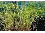 6 X Alopecurus Prat. 'Aureovariegatus' - Coda Di Volpe Dorata - Vaso 9X9Cm