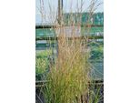 6 X Calamagrostis Acut. 'Overdam' - Erba Da Equitazione Striata - Vaso 9X9 Cm