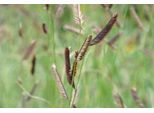 6 X Bouteloua Gracilis - Erba Zanzara - Vaso 9X9Cm
