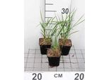 6 X Calamagrostis Acut. 'Karl Foerster' - Erba Cavallina Karl Foerster - Vaso 9X9 Cm