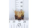 6 X Carex Elata 'Aurea' ('Bowles Golden') - Carice Rigida Aurea - Vaso 9X9 Cm