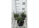 6 X Carex Conica 'Snowline' - Carice - Vaso 9X9 Cm