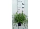 6 X Carex Flava - Carice - Vaso 9X9 Cm