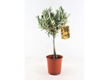 Fusto Di Ulivo 50-60 Cm - Piccola Pianta Di Ulivo Per Giardino, Terrazzo, Balcone - Robusta Pianta Da Appartamento, Dal Sapore Mediterraneo