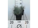 6 X Festuca Glauca (Ovina 'Glauca') - Festuca Blu - Vaso 9 X 9 Cm