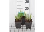 6 X Carex Muskingumensis - Carice Muschiata - Vaso 9 X 9 Cm