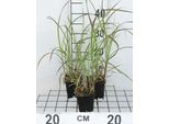 6 X Miscanthus Sin. 'Graziella' - Chinaschilf - Topf 9 X 9 Cm