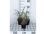 6 X Miscanthus Sin. 'Red Chief' - Chinaschilf - Topf 9 X 9 Cm