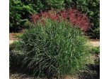 6 X Miscanthus Sin. 'Far East' - Erba Di Canna Zebrata - Vaso 9 X 9 Cm