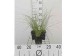 6 X Stipa Tenuifolia ( Code Di Cavallo) - Erba Piuma Fine - Vaso 9 X 9 Cm