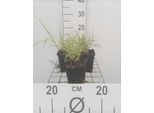 6 X Pennisetum Orientale - Erba Piuma - Vaso 9 X 9 Cm