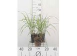 6 X Miscanthus Sin. 'Hermann MüSsell' - Canna Cinese - Vaso 9 X 9 Cm