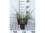 6 X Miscanthus Sin. 'Kleine Silberspinne' - Canna Cinese - Vaso 9 X 9 Cm