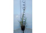 6 X Panicum Virg. 'Dallas Blues' - Festuca Blu - Vaso 9 X 9 Cm
