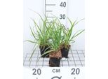 6 X Pennisetum Alop. 'Moudry' - Erba Da Pozzo - Topf 9 X 9 Cm