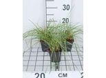 6 X Festuca Mairei - Festuca Dell'atlante - Vaso 9 X 9 Cm