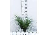 6 X Carex Osh. 'Evergreen' ® - Giunco Di Palude Sempreverde - Vaso 9 X 9 Cm
