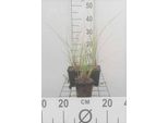 6 X Miscanthus Sin. 'Kleine FontäNe' - Canna Cinese - Vaso 9 X 9 Cm