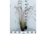 6 X Festuca Amethystina - Festuca Blu - Vaso 9 X 9 Cm