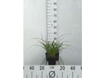 6 X Carex Morr. 'Variegata' - Sedge Variegata - Vaso 9 X 9 Cm