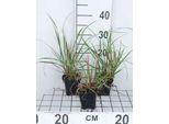 6 X Pennisetum Alop. 'Japonicum' - Erba Lampadina - Topf 9 X 9 Cm