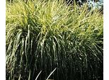 6 X Miscanthus Sin. 'Variegatus' - Canna Cinese - Vaso 9 X 9 Cm