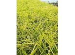 6 X Carex Osh. 'Everillo®' - Carice Giapponese Everillo - Vaso 9 X 9 Cm