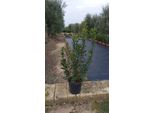 Arbutus Unedo - Corbezzolo Ca. 140 Cm / P30 - Pianta Decorativa Per Giardino, Terrazza E Balcone, Sempreverde, Resistente