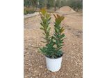 Arbutus Unedo Corbezzolo (Corbezzolo) 40-60 Cm / P17 - Sempreverde, Decorativo, Ideale Per Il Giardino, La Terrazza E Il Balcone - Facile Da Curare, Resistente