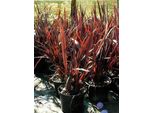 6 X Phormium Tenax 'Purpureum' - Lino Della Nuova Zelanda - Vaso 9 X 9 Cm