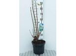 Syringa Vulg. 'Mme Lemoine' - Lillà 60-70 Cm - Contenitore