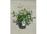 Viburnum Burkwoodii - Palla Di Neve 40- 60 Cm - Contenitore