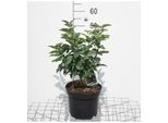 Syringa Vulg. 'Charles Joly' - Lillà 50- 60 Cm - Contenitore