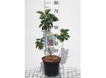 Syringa Vulg. 'Kath. Havemeyer' - Lillà 50- 60 Cm - Contenitore