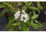 Viburnum Burkwoodii - Palla Di Neve 60-80 Cm - Contenitore