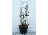 Syringa Vulg. 'Charles Joly' - Lillà 60-70 Cm - Contenitore