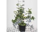 Viburnum Burkwoodii - Palla Di Neve 50- 60 Cm - Contenitore
