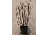 Syringa Vulg. 'Michel Buchner' - Lillà 50- 60 Cm - Contenitore