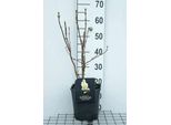 Syringa Vulg. 'Primrose' ('Sterntaler/Y. Wonder') - Flieder 50- 60 Cm - Contenitore