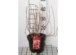 Weigela Hybr. 'All Summer Peach'® ('Slingpink') - Weigela 25- 30 Cm - Contenitore