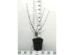 Viburnum Carlesii 'Aurora' - Palla Di Neve 50- 60 Cm - Contenitore