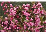 Weigela Flor. 'Foliis Purpureis' ('Purpurea') - Weigelie 50- 60 Cm - Contenitore