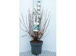 Viburno Far. 'December Dwarf' - Palla Di Neve 60- 80 Cm - Contenitore