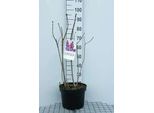 Syringa Vulg. 'Michel Buchner' - Lillà 60-70 Cm - Contenitore